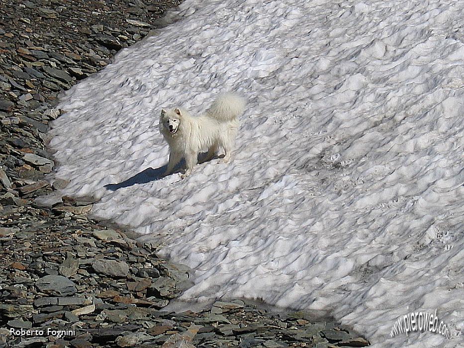 28 Un piccolo orso bianco.jpg